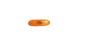 ÇAMURLUK SİNYALİ (SARI) RENAULT KANGOO 97> CLIO II 98>05 MEGANE I 96> SCENIC I 96> MASTER II 01> TRAFIC II 06> TWINGO 96> - OZAR - OEM 8200194580